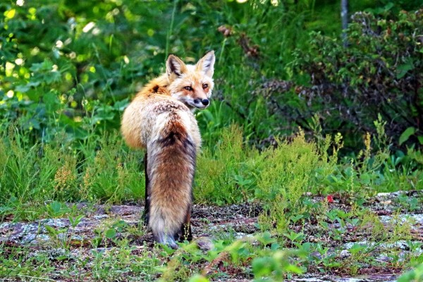 See You Later by Deb Oppermann
